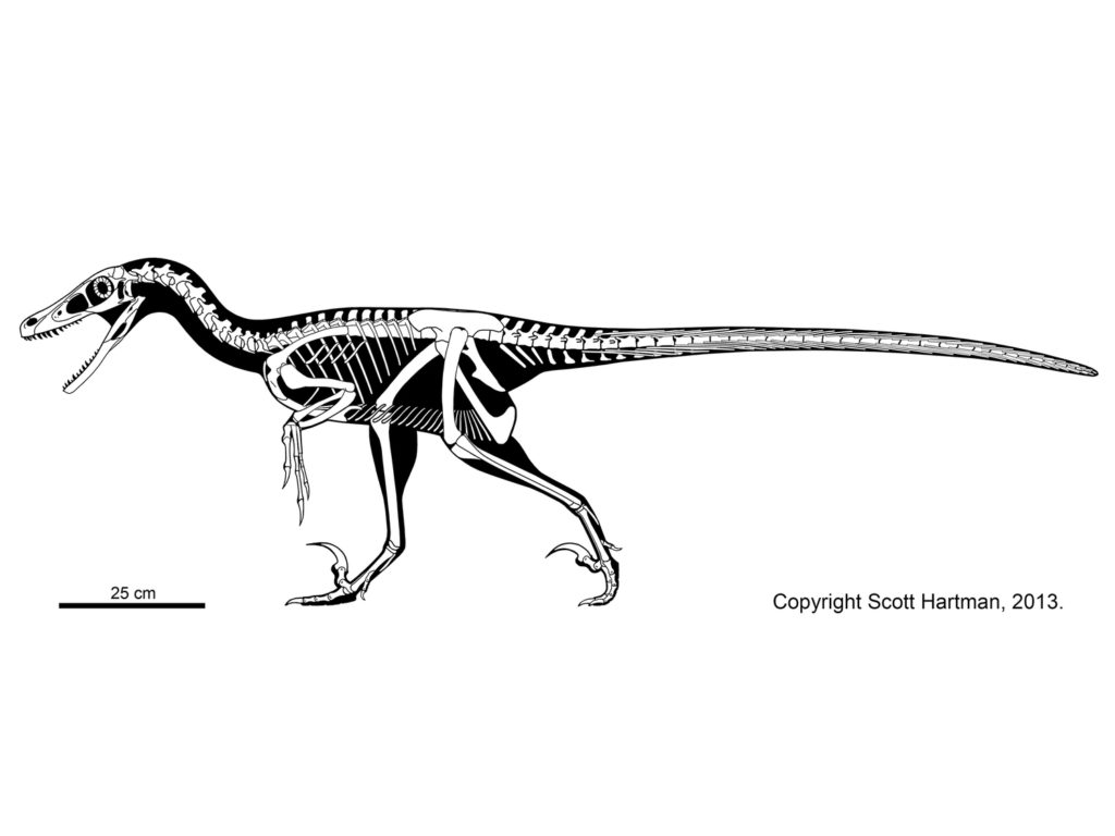 Skeletal Diagram of Velociraptor