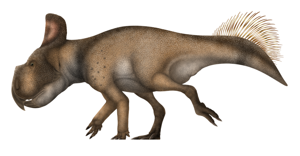 Protoceratops andrewsi life restoration